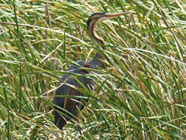Ruta Ornitológica en el Embalse de Arrocampo