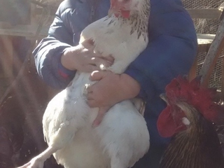 Huerto y Gallinero familiar ecológico