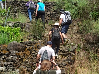 Entre viñedos