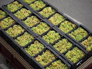 El Vino del campo a la mesa