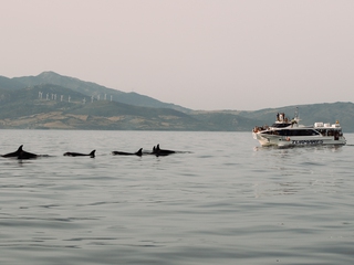 Ballenas y delfines en El Estrecho de Gibraltar