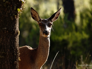 Ruta 4x4 Monfragüe + Reserva de la Biosfera