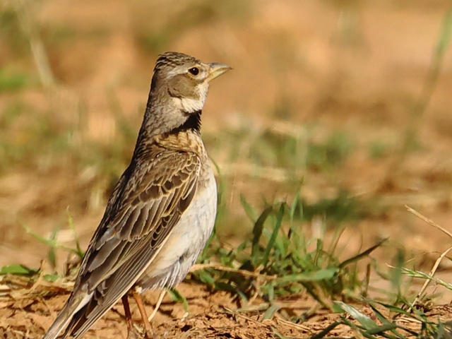 Observación de Aves en la Estepa Manchega, Toledo