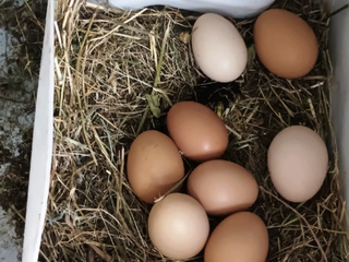 Granjeros por un día.