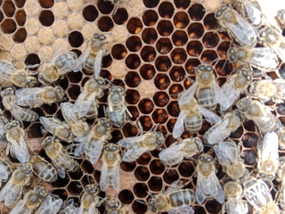 Apicultor por un día