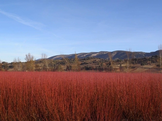 Ruta del Mimbre por el Rojo Pasión del Paisaje Conquense - Solo en invierno