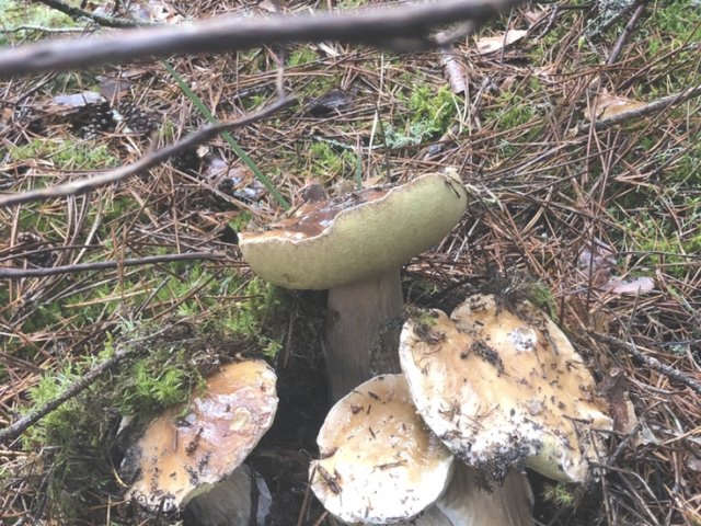 Iniciación a la Micología