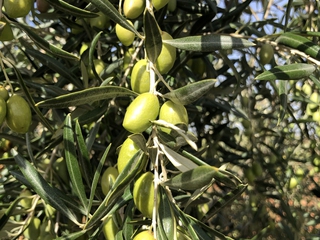 Olivas de la Finca La Pontezuela, Toledo