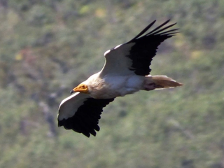 Ruta Ornitológic y Observación de Fauna en el Parque Nacional de Monfragüe