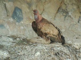 Ruta por un Laberinto de Bosque y Piedra - Callejones de Las Majadas
