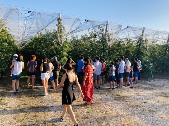 Ruta de la manzana de Soria