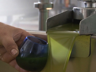 Visita Guiada a Olivares, Almazara y Cata de Aceite