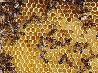 Apicultor por un día - Veneros de Caso