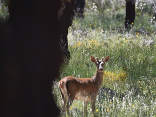 Tour en 4x4 por Sierra de San Pedro