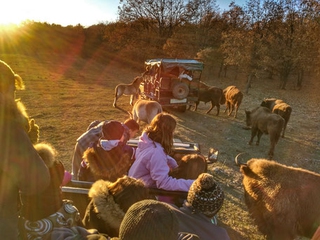 Safari Paleolítico en Jeep o Vagón