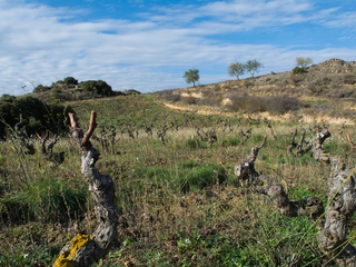 Descubre el Proyecto Tobelos + Cata de Vinos