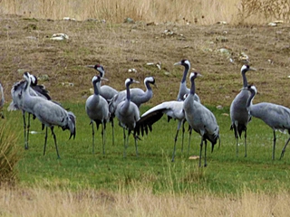 Obsevación de Grullas en el Valle de Ambroz