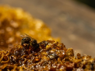 Visita al Santuario de las Abejas