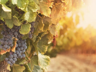 Cata de Vinos Artesanales Tinaha