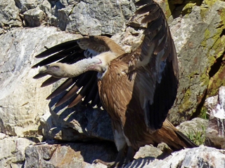 Ruta Ornitológic y Observación de Fauna en el Parque Nacional de Monfragüe
